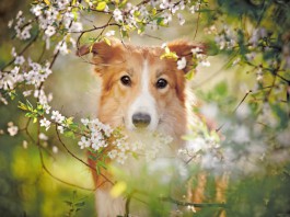 Frühlingsfitness für Hunde