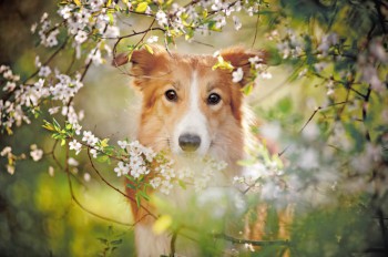 Frühlingsfitness für Hunde