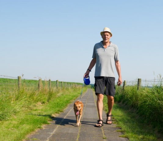 Im Sommer richtig Gassi gehen: Ein älterer Herr geht ruhig mit seinem Hund einen Weg inmitten grüner Wiesen entlang.