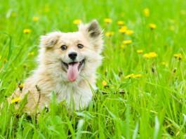Grasmilben lauern vor allem im Gras, auch auf diesen Hund inmitten von blühendem Löwenzahn.