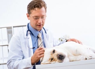 Einen guten Tierarzt erkennen