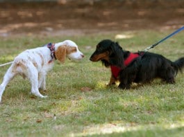 Ein weißer und ein schwarzer Hund beschnüffeln einander.