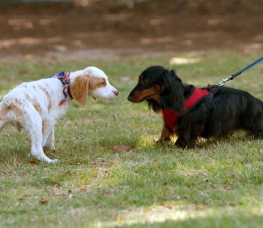 Ein weißer und ein schwarzer Hund beschnüffeln einander.