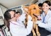 Die Helfer des Tierarztes: Ein Netzwerk verschiedener Spezialisten