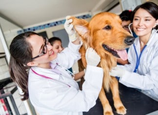 Die Helfer des Tierarztes: Ein Netzwerk verschiedener Spezialisten