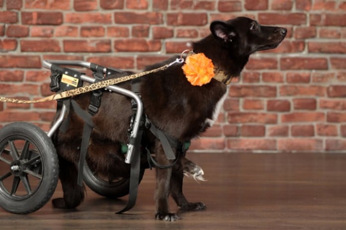 Hüftdysplasie beim Hund: Ein Rollstuhl kann helfen