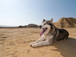 Hund bei Hitze: Ein Husky hechelt im heißen Wüstensand
