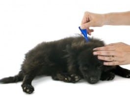 Flohvermeidung: Ein Hund bekommt ein Spot-On-Präparat aufgeträufelt.
