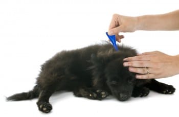 Flohvermeidung: Ein Hund bekommt ein Spot-On-Präparat aufgeträufelt.