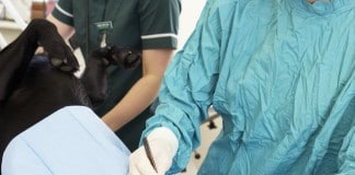 Tierarzt operiert Hund