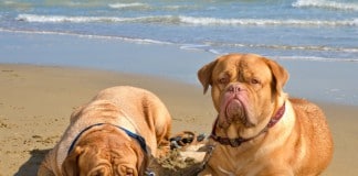 Leishmaniose? Zwei Dogues de Bordeaux liegen matt auf einem Mittelmeerstand