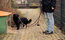 Streusalz schadet den Hundepfoten - leine deinen Hund an!