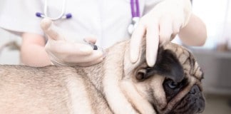 Ein Tierarzt behandelt einen Hund mit Bandwürmern durch eine Spritze.