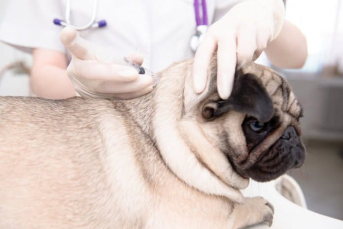 Ein Tierarzt behandelt einen Hund mit Bandwürmern durch eine Spritze.