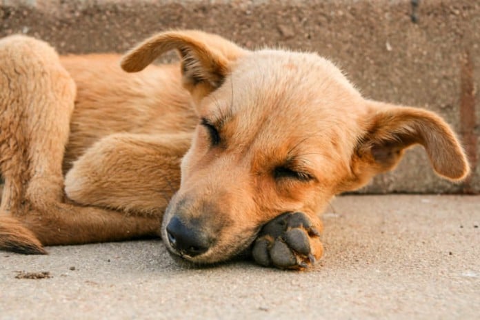 Ein schlafender Hund - hat er Rundwürmer? Vielleicht, denn meist verursachen sie keine sichtbaren Symptome.