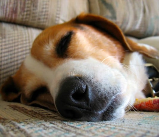 Ein Beagle mit Würmern liegt abgeschlagen auf der Couch, Foto vom Gesicht.