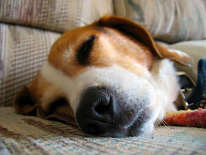 Ein Beagle mit Würmern liegt abgeschlagen auf der Couch, Foto vom Gesicht.