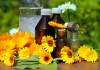 Einige Ringelblumen und ätherische Öle zur medizinischen Anwendung.
