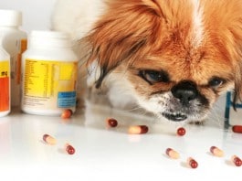 Dieser Hund isst einige Pillen - ohne Inhaltsstoffe, ein Placebo-Medikament