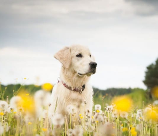 Pollenallergie (Heuschnupfen) bei Hunden