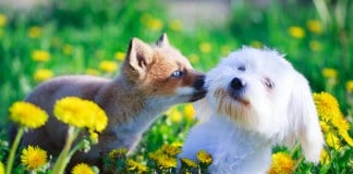 Ein Fuchs und ein Hund - Räudemilben werden oft vom Fuchs übertragen