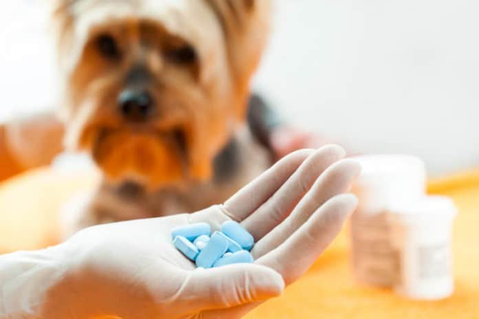 Ein Hund bekommt einige blaue Tabletten auf einer Hand angeboten. Chemie oder Schüßler-Salze?