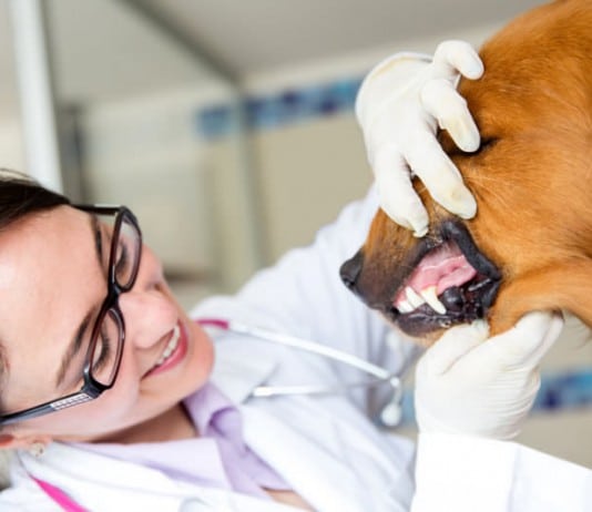 Grunduntersuchung beim Tierarzt