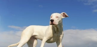Eine argentinische Dogge (Dogo Argentino) in der Seitensicht, Blick Richtung Kamera. Im Hintergrund blauer Himmel.