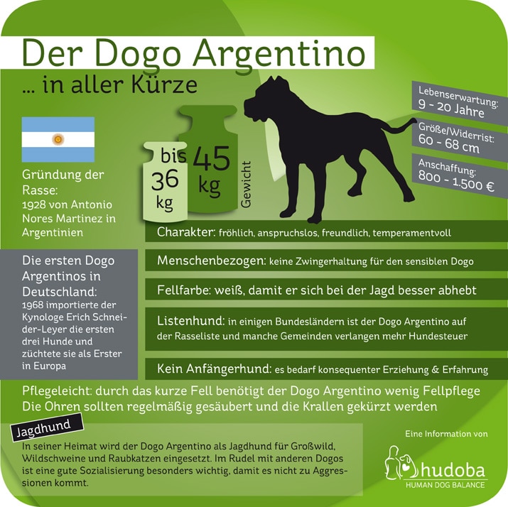 Infografik Dogo Argentino: Wissenswertes und Interessantes