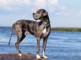 Eine Deutsche Dogge steht auf einem Felsen vor dem Meer, Foto seitlich, Kopf der Dogge nach hinten gerichtet.