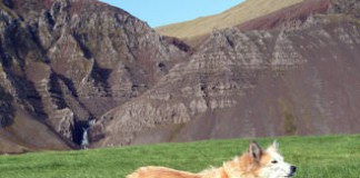 Ein Islandhund steht vor einem Berghintergrund auf einer saftigen Wiese.