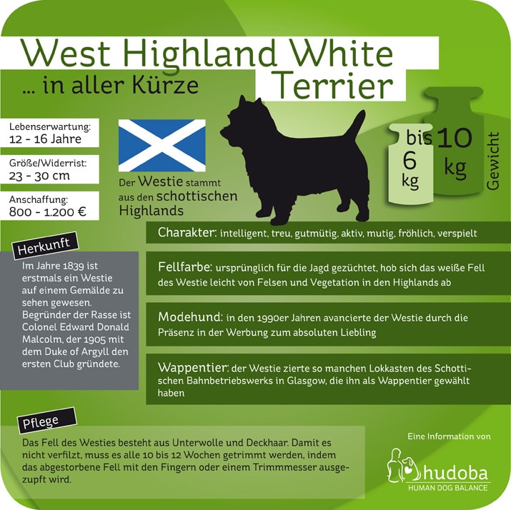 Infografik Westie (West Highland White Terrier)