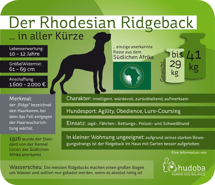 Infografik Rhodesian Ridgeback: Wissenswertes und Interessantes