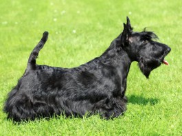 Ein schwarzer Scottish Terrier auf dem Rasen (Seitenansicht)