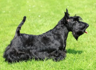 Ein schwarzer Scottish Terrier auf dem Rasen (Seitenansicht)