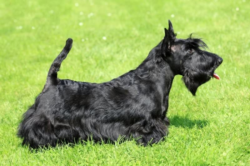 Leonardoda Dyrt forstørrelse Scottish Terrier – Kleintierjäger und Whisky-Maskottchen › mydog365 Magazin