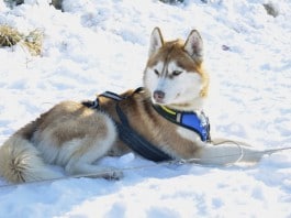Ein Siberian Husky (Sibirischer Husky) mit Harnisch liegt im Schnee.