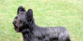 Ein Skye Terrier (schwarz) auf einer Wiese.