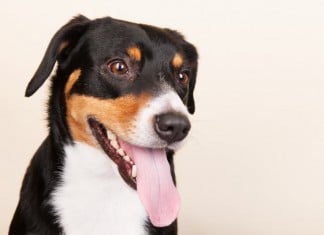 Entlebucher Sennenhund, Portrait-Aufnahme