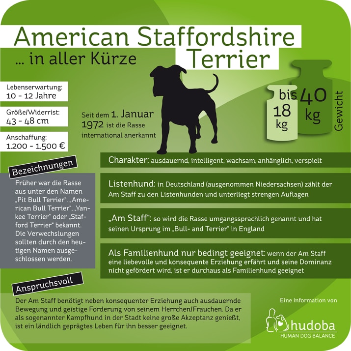 Infografik American Staffordshire Terrier : Wissenswertes und Interessantes