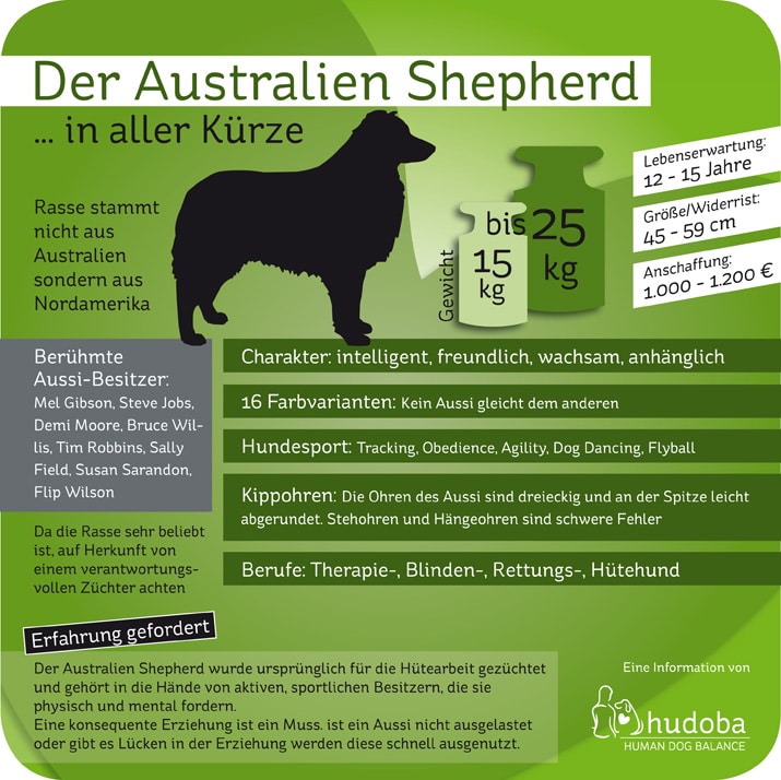 Infografik Australian Shepherd (Australischer Schäferhund) ... in aller Kürze: Wissenswertes und Interessantes