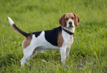 Ein braun-weiß-schwarzer Beagle steht auf einer grünen Wiese