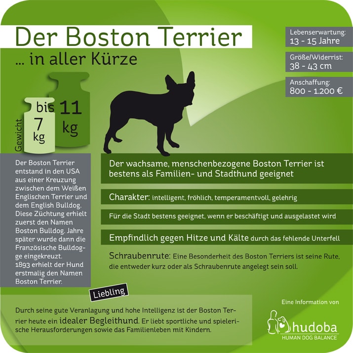 Der Boston Terrier. Infografik: Wissenswertes und Interessantes