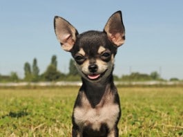 Hunderasse Chihuahua: Ein junger, reinrassiger Chihuahua blickt frontal in die Klammera, auf einer kargen Wiese.