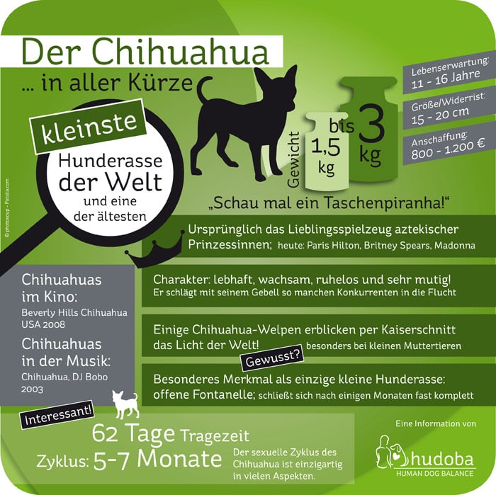 Der Chihuahua in aller Kürze - Infografik