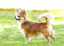 Ein Langhaar-Chihuahua vor grünem Wiesen-Hintergrund