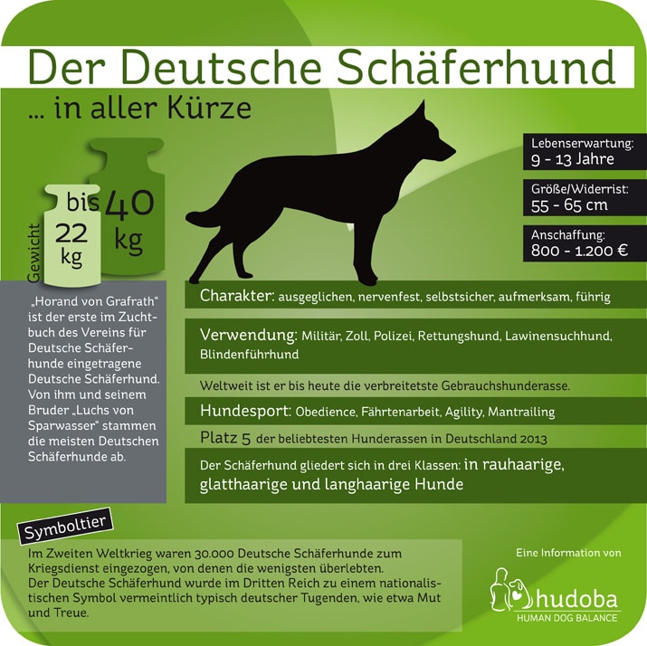 Infografik Deutscher Schäferhund ... in aller Kürze. Wissenswerte und interessante Fakten.