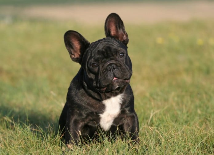 Französische Bulldogge: „Kampfhund“ als beliebtes Familienmitglied