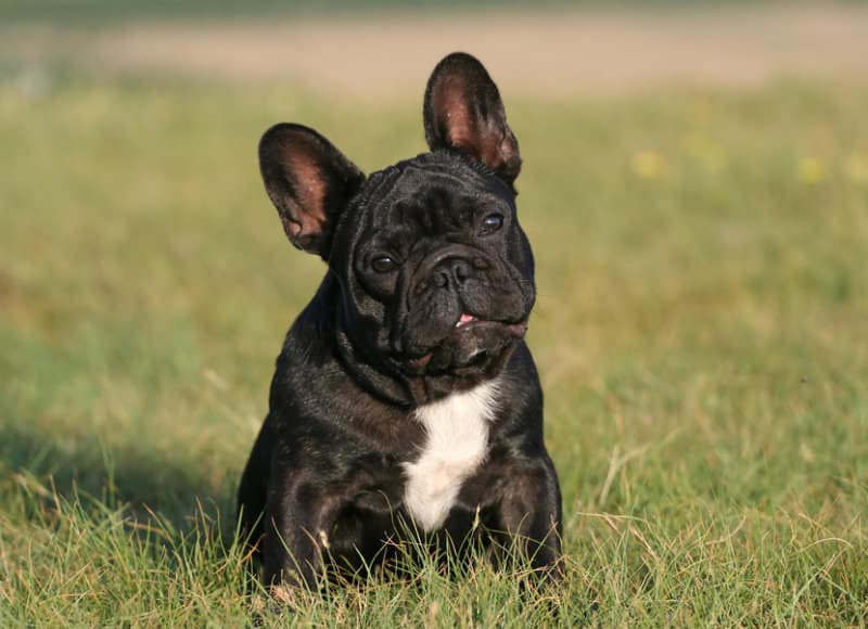 Französische Bulldogge: „Kampfhund“ als beliebtes Familienmitglied ›  mydog365 Magazin