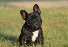 Hunderasse Französische Bulldogge
